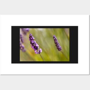 Lavender on a summer day Posters and Art